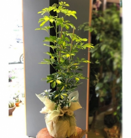 seflera-schefflera